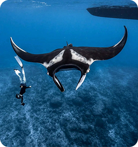 dive with Manta Rays