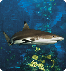 dive with Reef Shark