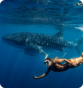 dive with Whale Shark