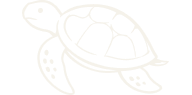 Sea Turtles